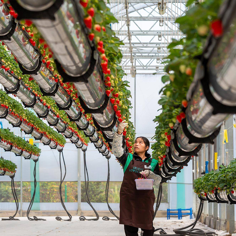 克拉玛依市植物工厂空中草莓 - 一站式服务